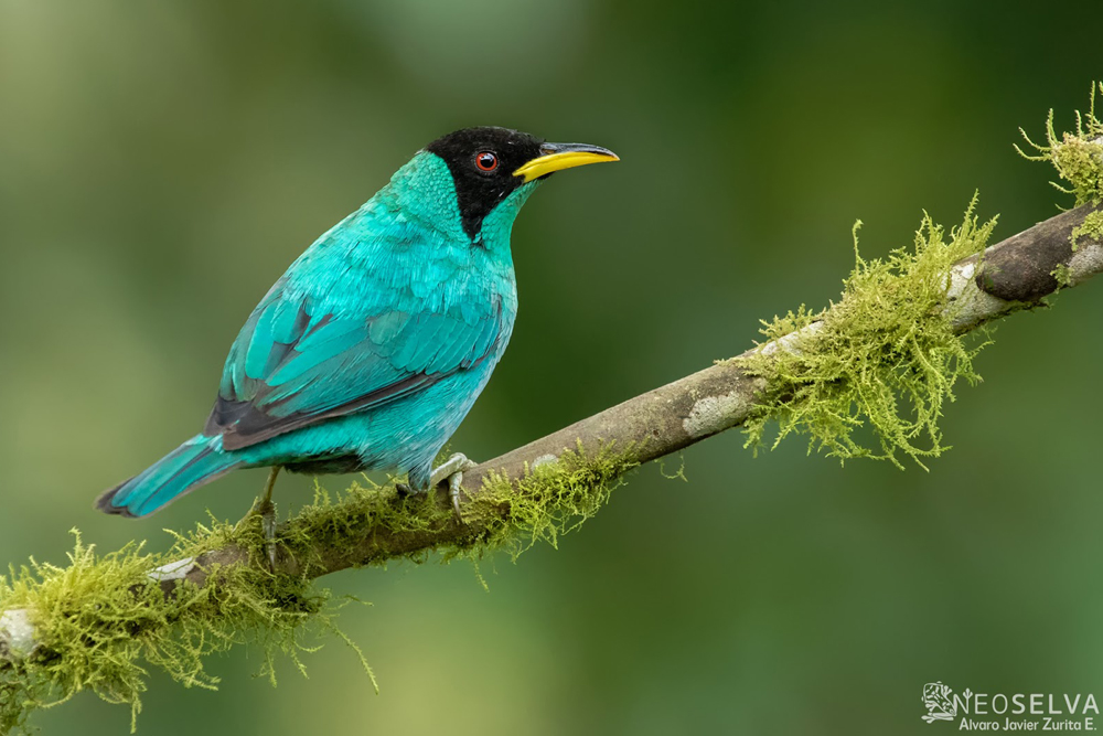 Ecuador, tercer país con mayor diversidad de aves en el mundo