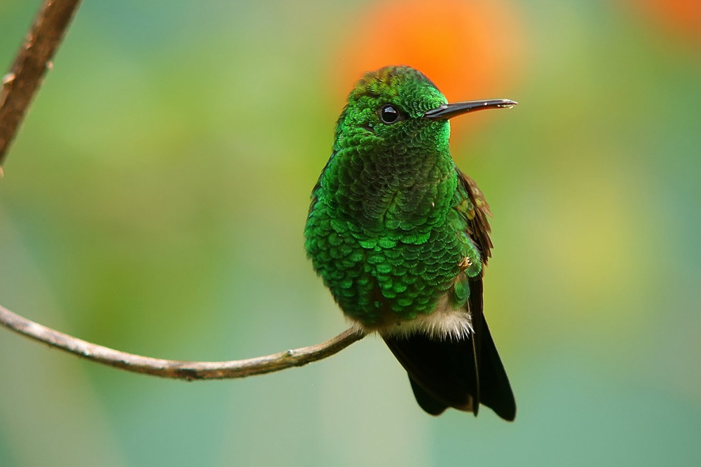 Ecuador: “El epicentro mundial para el avistamiento de aves”